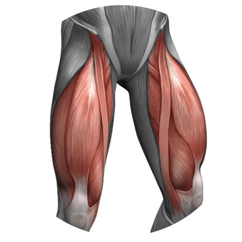 Quadricipite femorale cosa è e come conoscerlo meglio