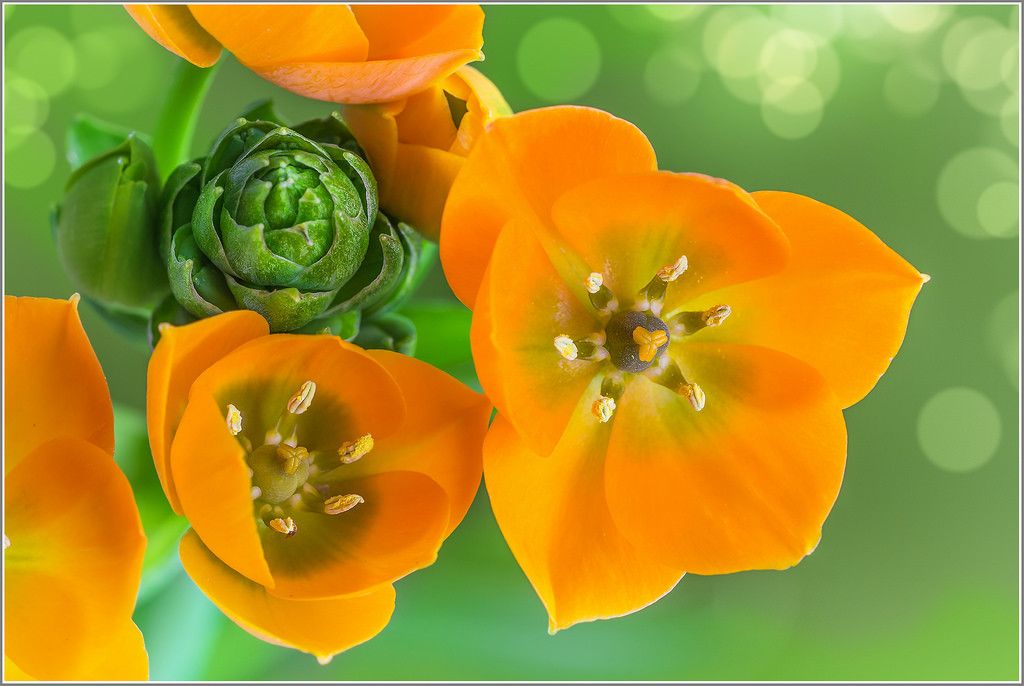 Ornitogallo: un fiore particolare e bello per un giardino ...