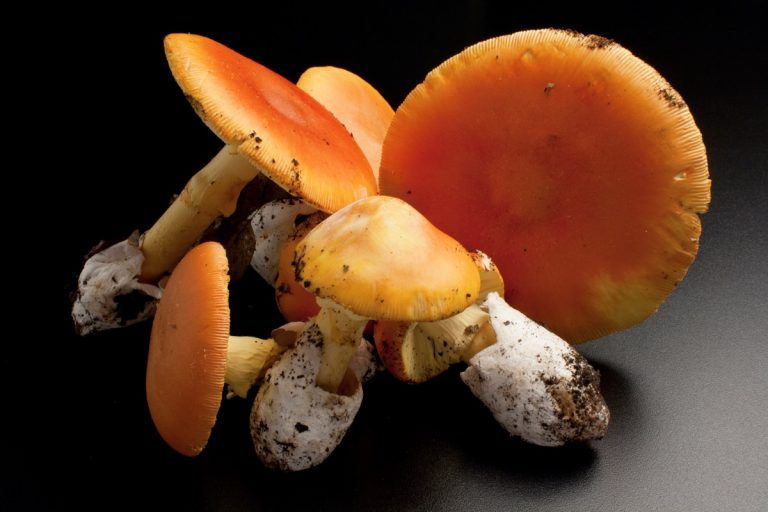 Ovulo fungo o amanita cesarea: buono o cattivo? Tutto quello che c’è da