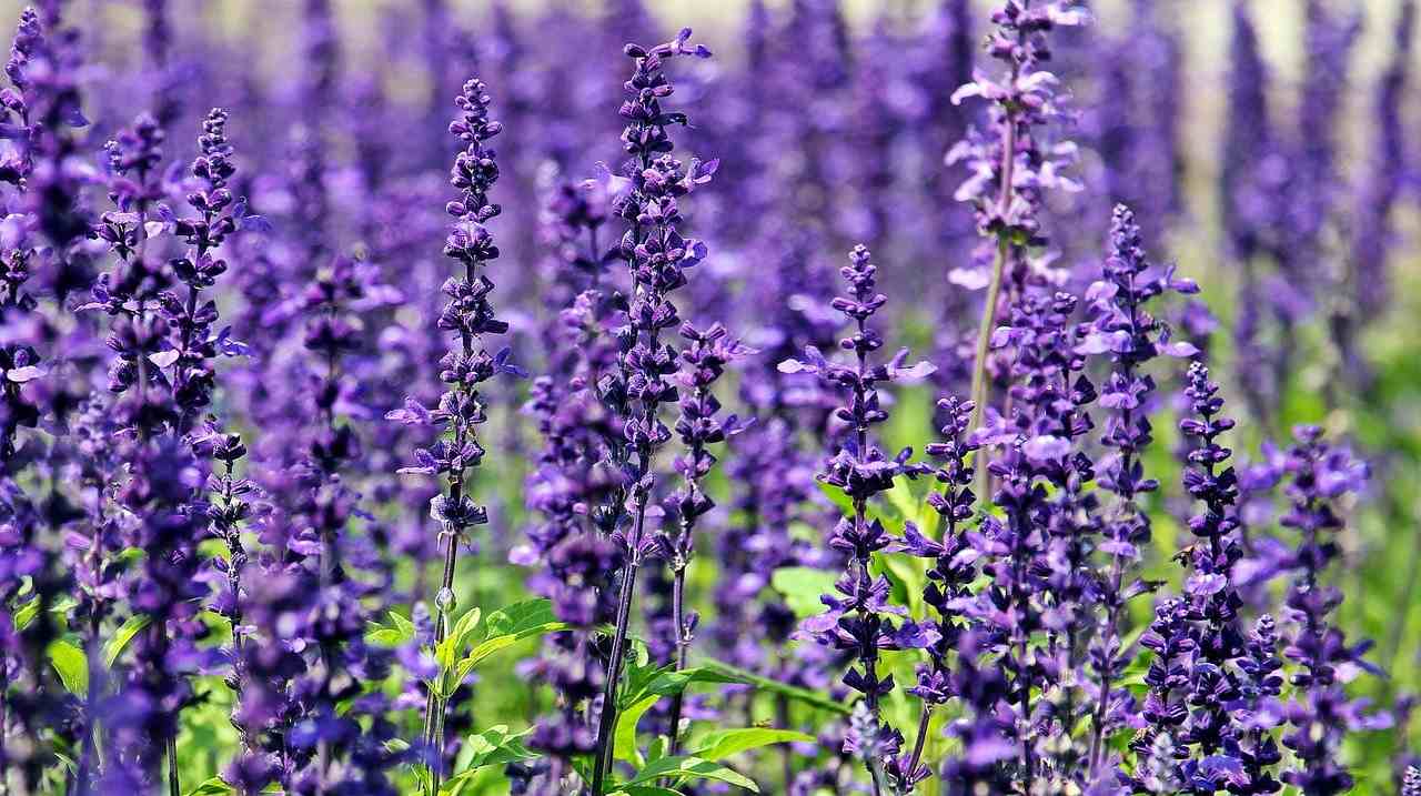 Campo di lavanda