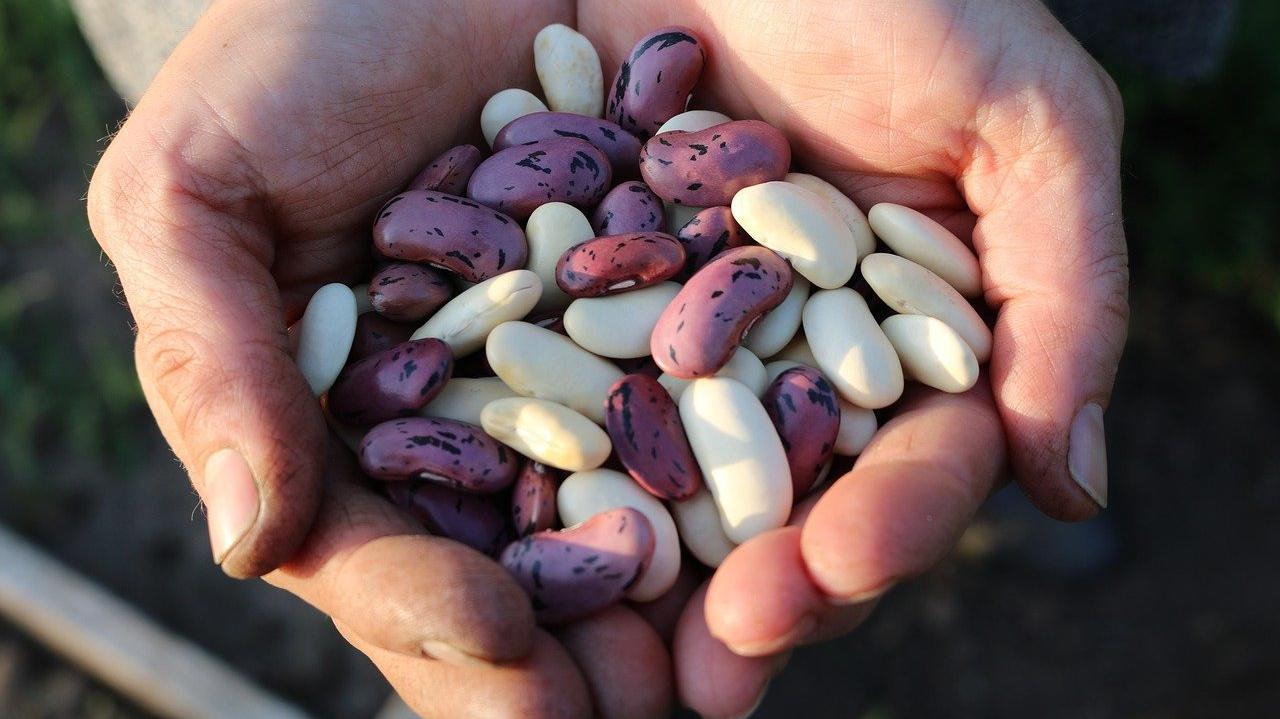 Mani che porgono una manciata di fagioli freschi