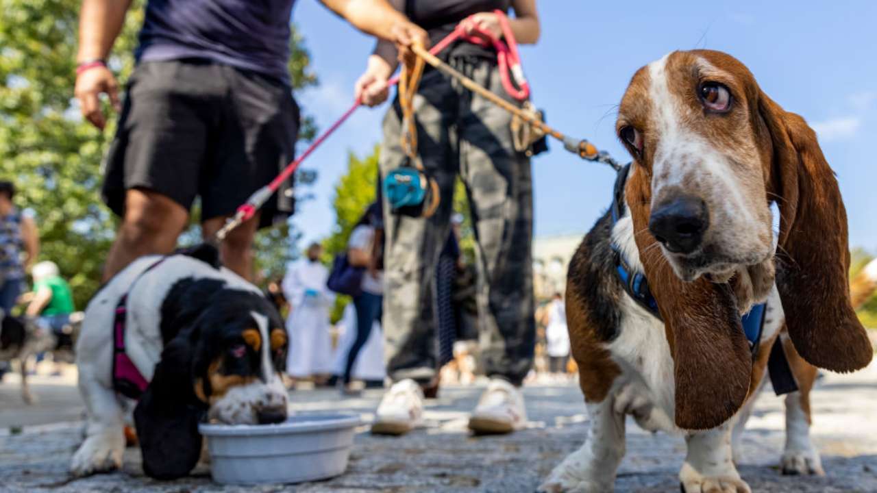 Animali domestici, è d'obbligo organizzare gli spazi in casa