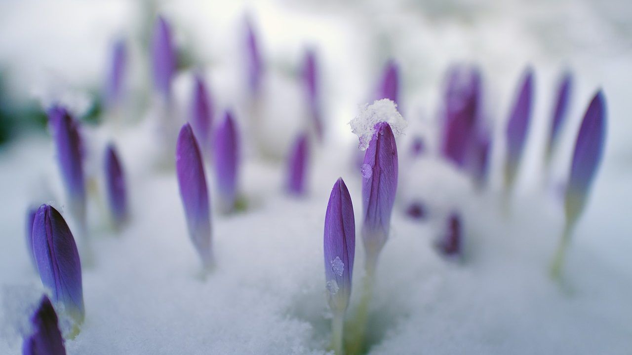 Salvia, proteggila dal freddo