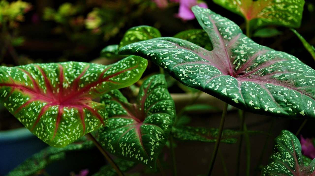 Caladium dalle foglie verdi e rosse