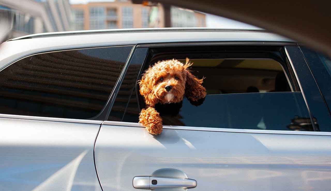 auto cagnolino