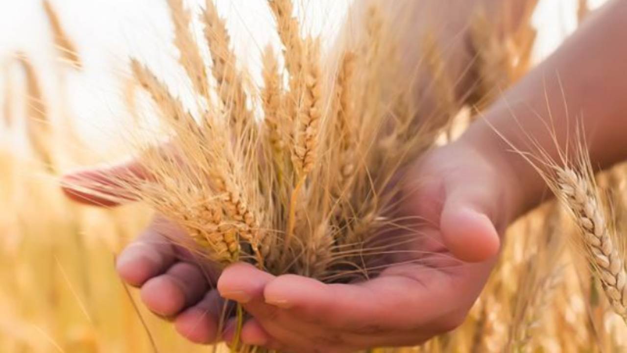 grano contaminato