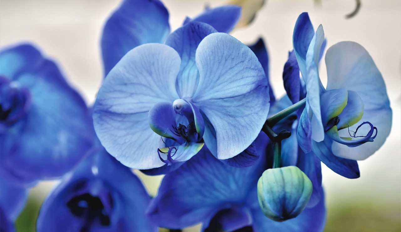 Orchidee: come innaffiarle nel modo giusto per averle sempre rigogliose