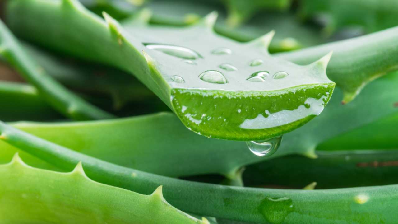 aloe