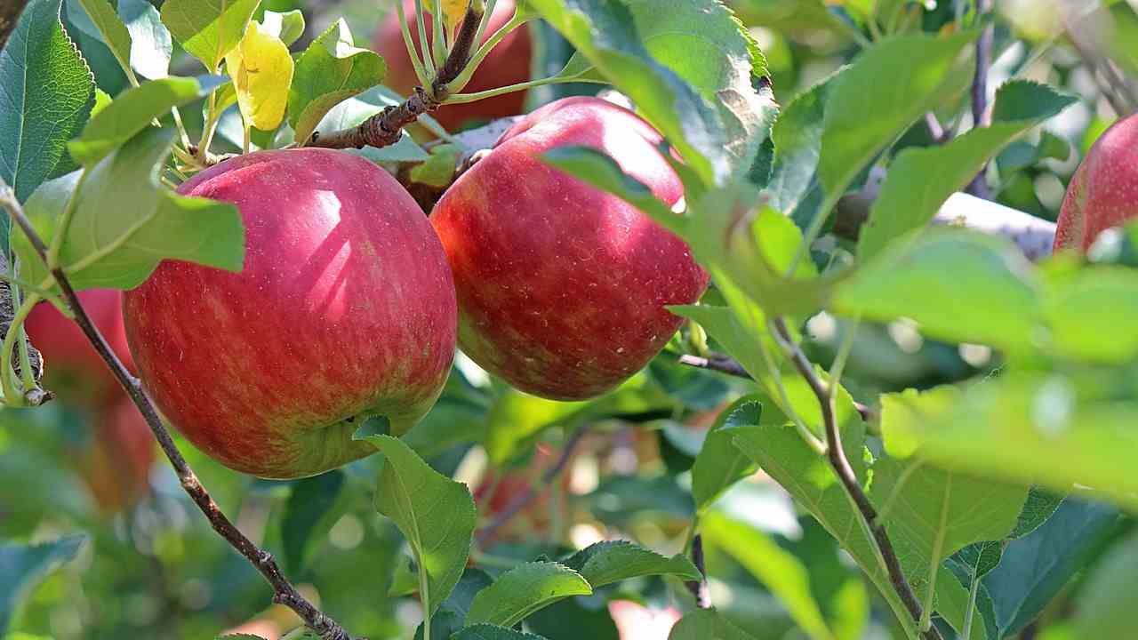 mangiare le mele benefici