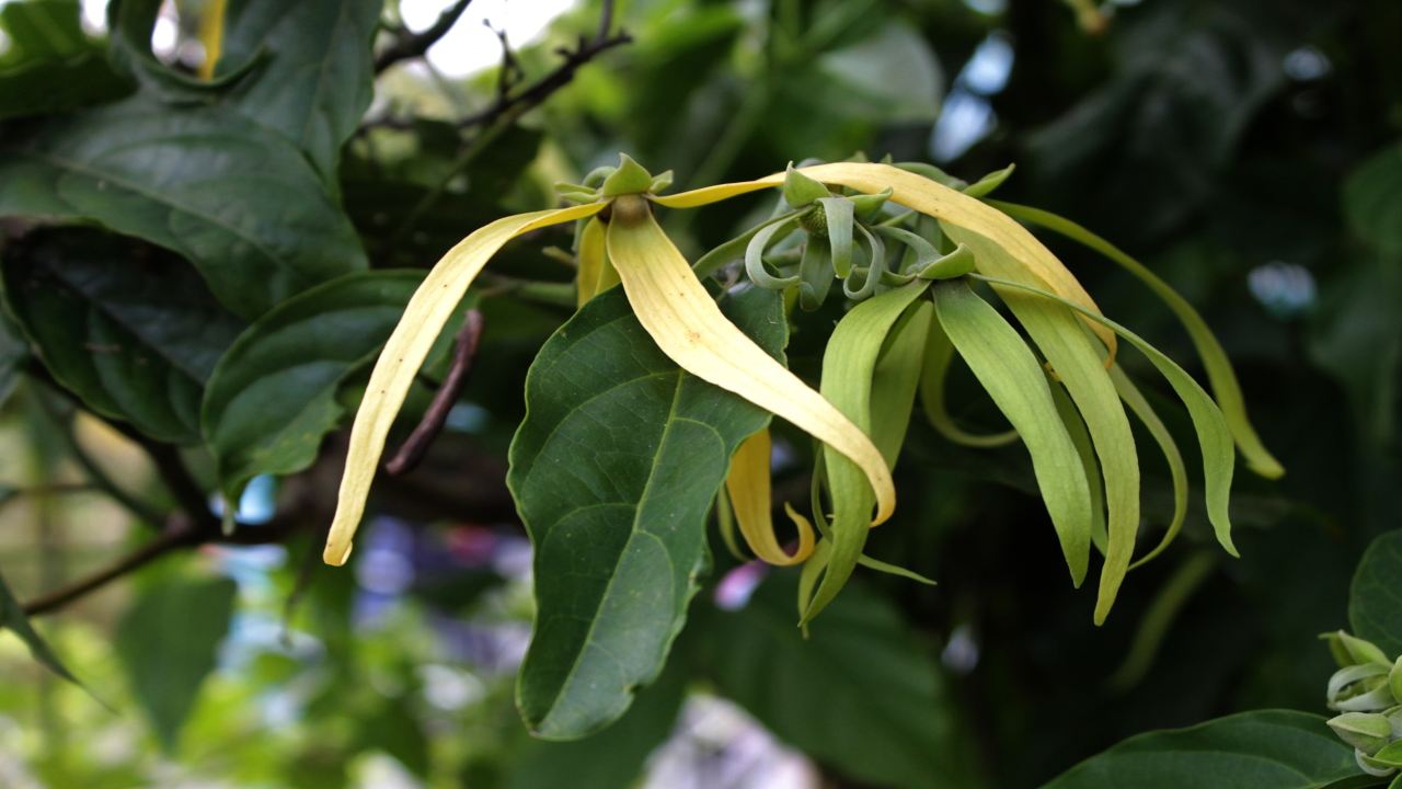 Ylang ylang albero tropicale prodigioso