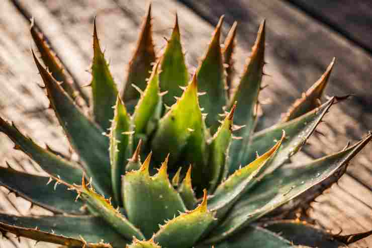 malattia aloe vera