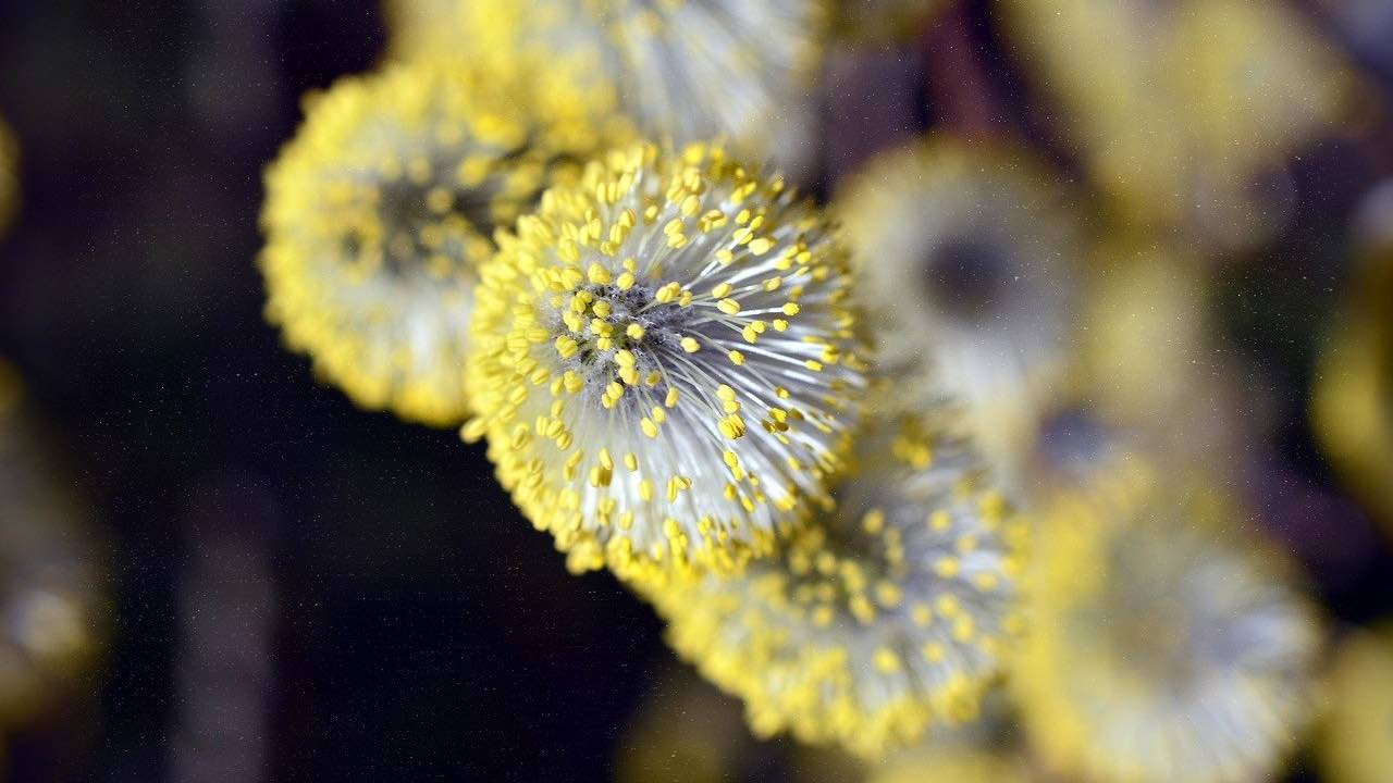 combattere allergie primavera