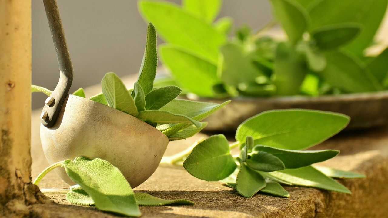 Masticare le foglie di salvia