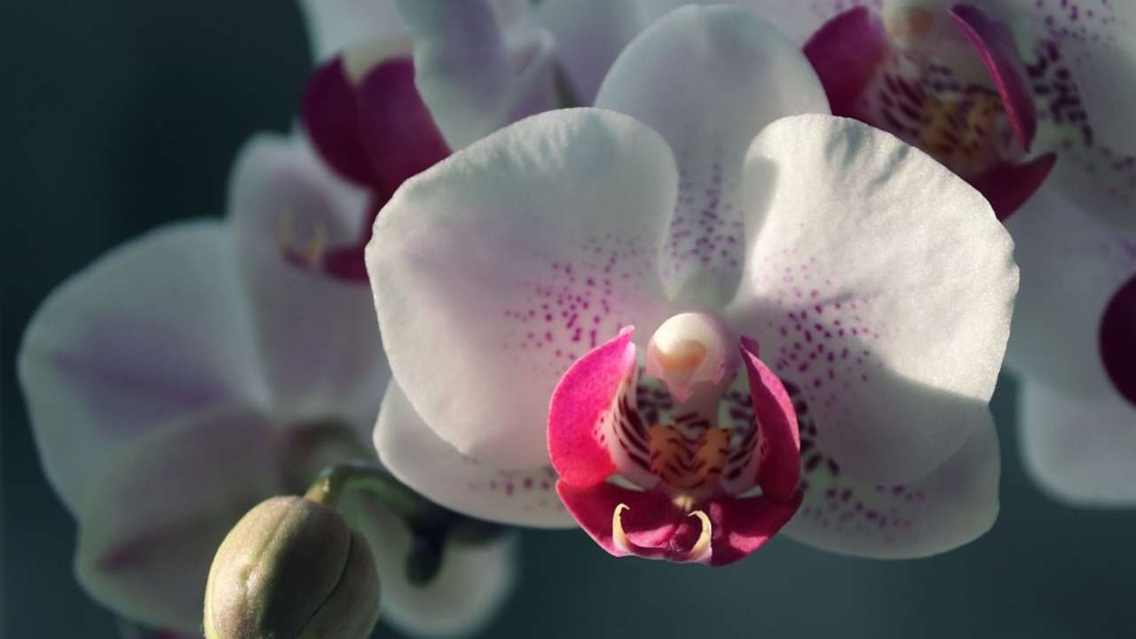 Come far fiorire velocemente le orchidee