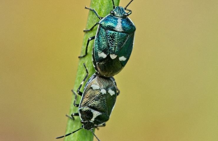 allontanare cicimi piante