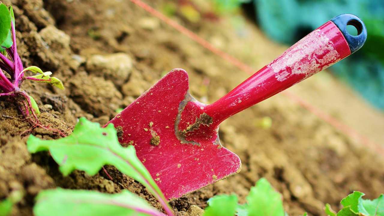 salute giardino colore terreno