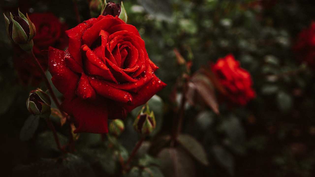 Acqua di rose