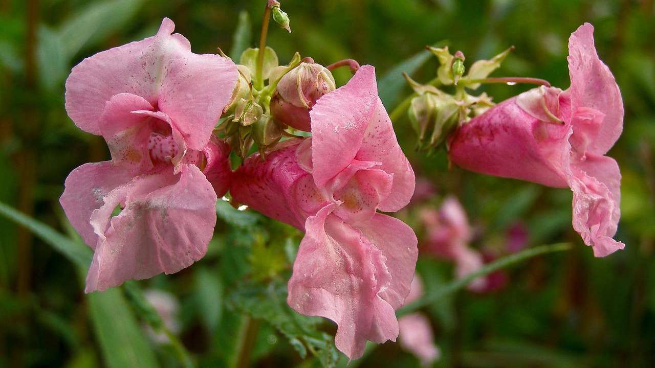 coltivare impatiens ombra