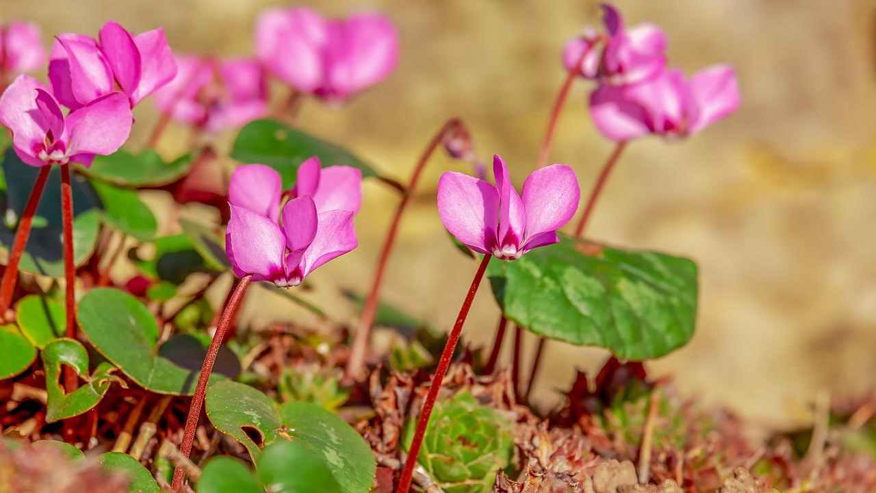 Come coltivare il ciclamino guida