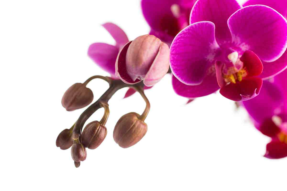 boccioli di orchidea