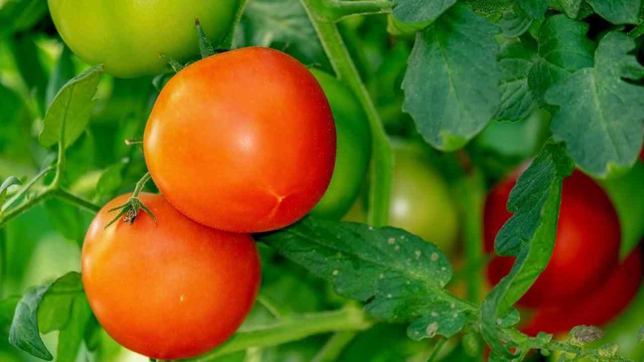 come innaffiare i pomodori consigli coltivazione