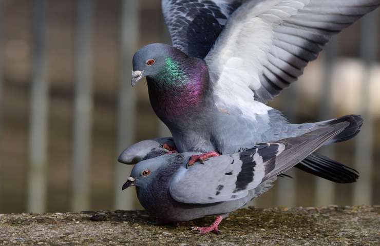 Due piccioni visti da vicino