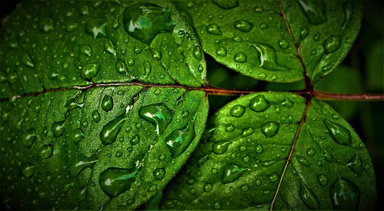 Acqua ossigenata piante trucco