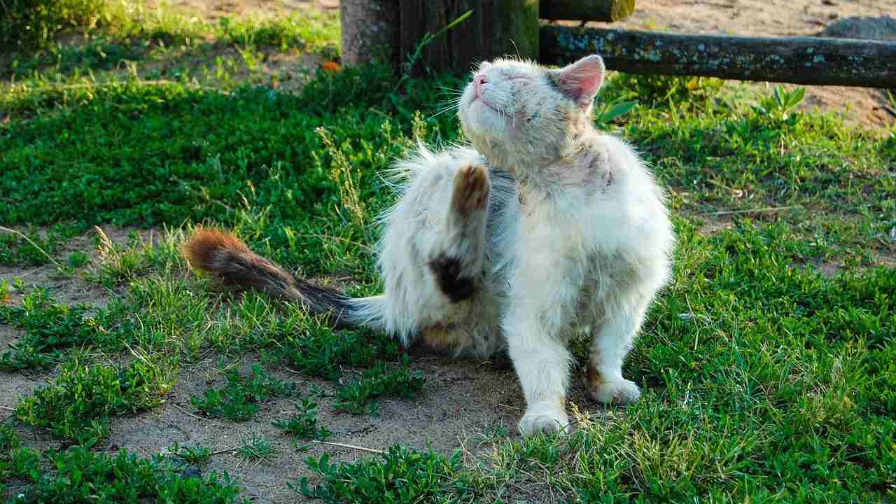 ricetta anti parassiti cani gatti