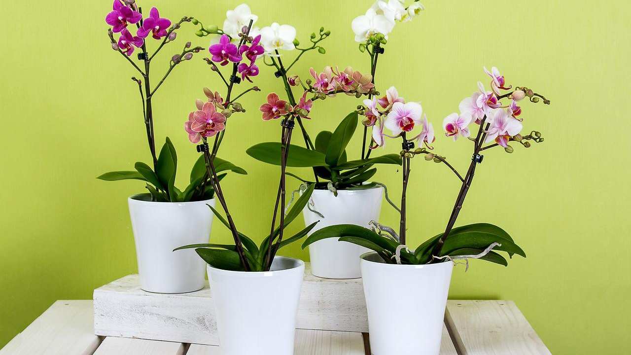 Orchidea mesi estivi come fare