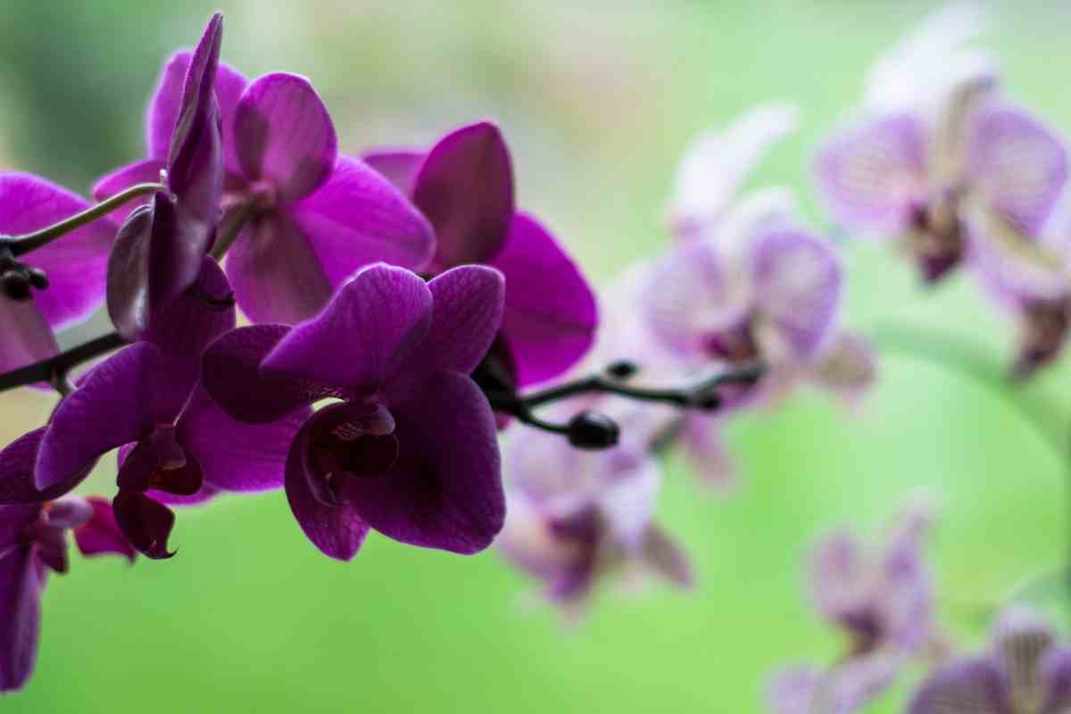 orchidee colorate