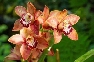 alcune orchidee molto belle