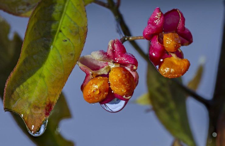 pianta pericolosa