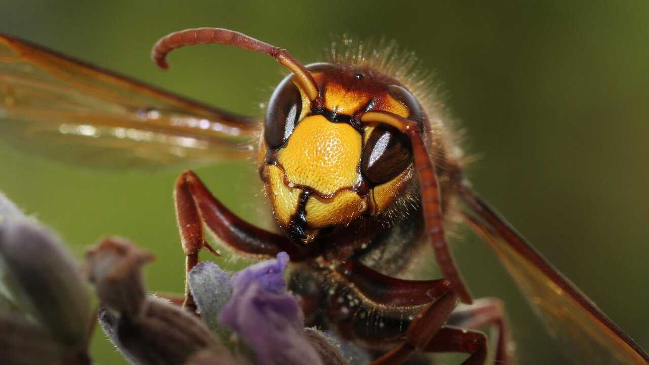 Allontanare vespe cimici senza ucciderle