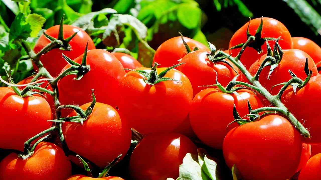 Pomodori qualità come capire