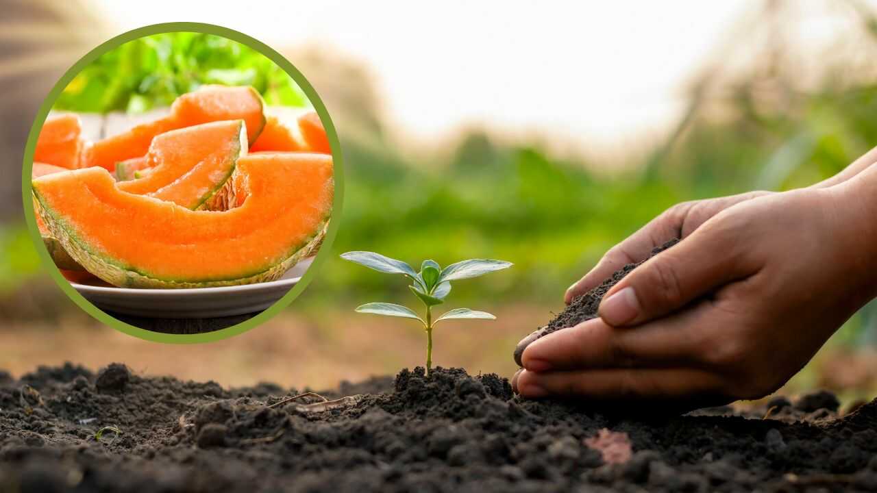 Melone fertilizzante bucce