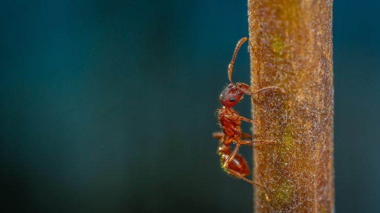 Formica rossa puntura