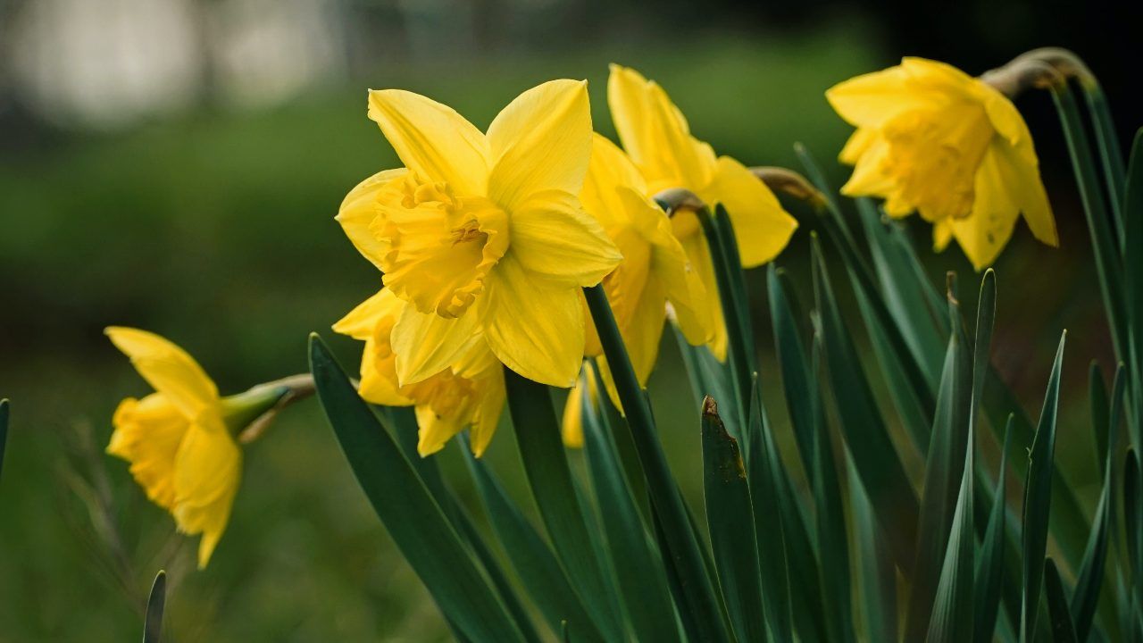 Narciso fiore avvelenamento