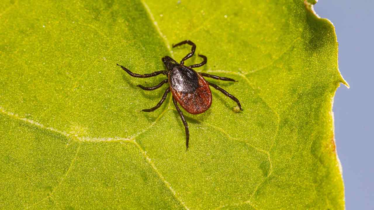 problema zecche giardino