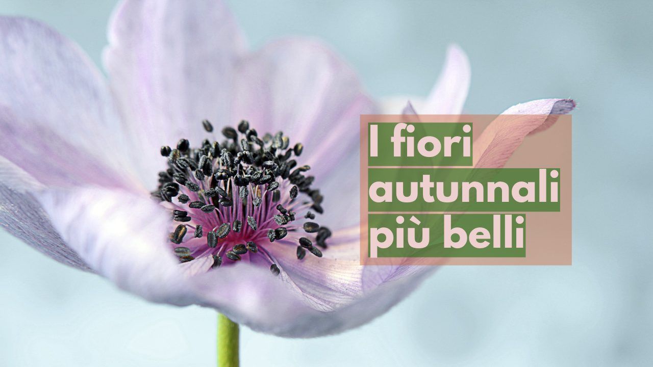 fiori belli autunno