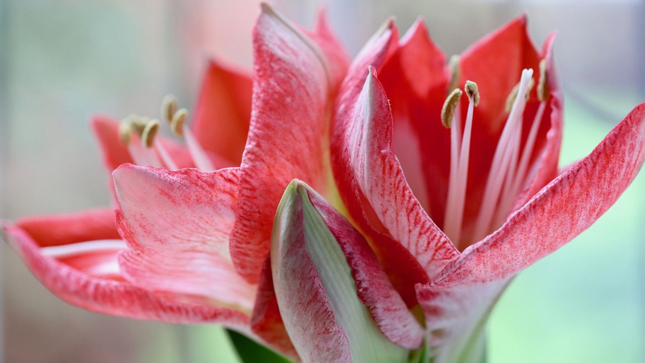 Amaryllis belladonna