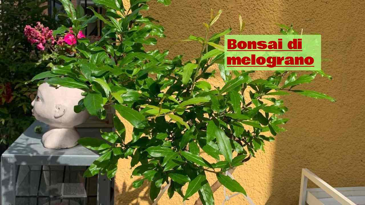 Bonsai melograno