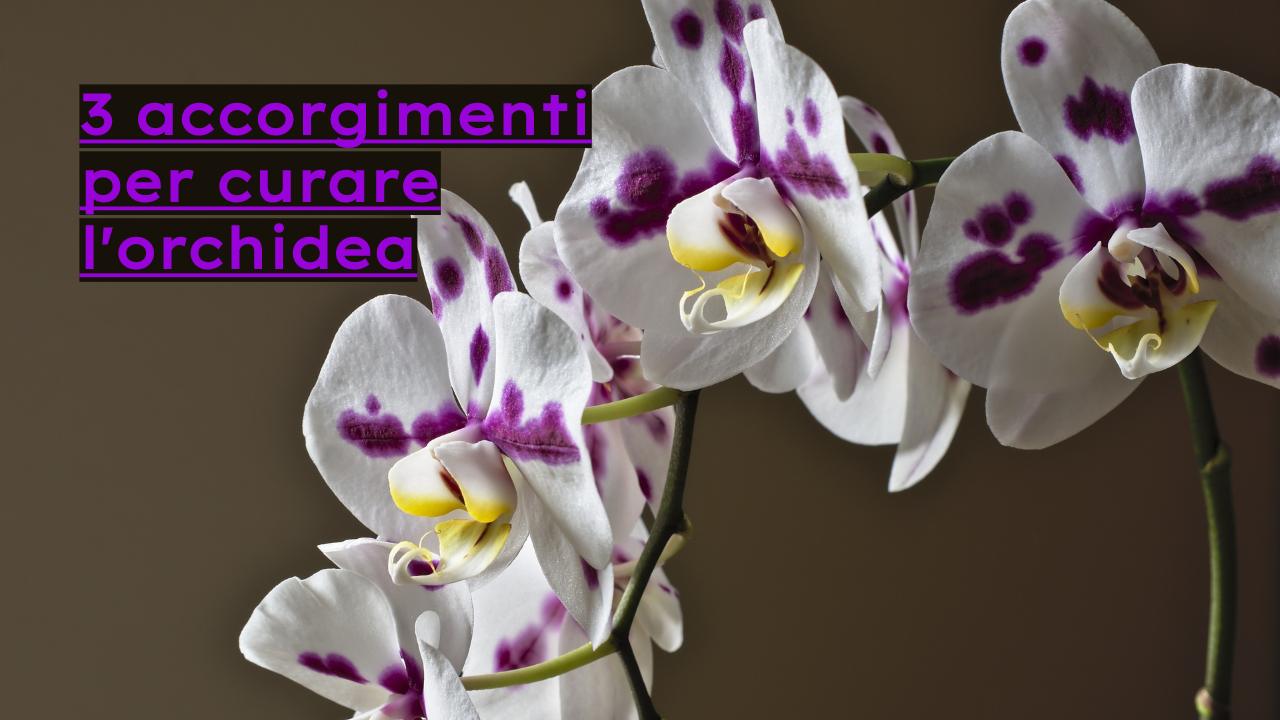 accorgimenti pianta orchidea