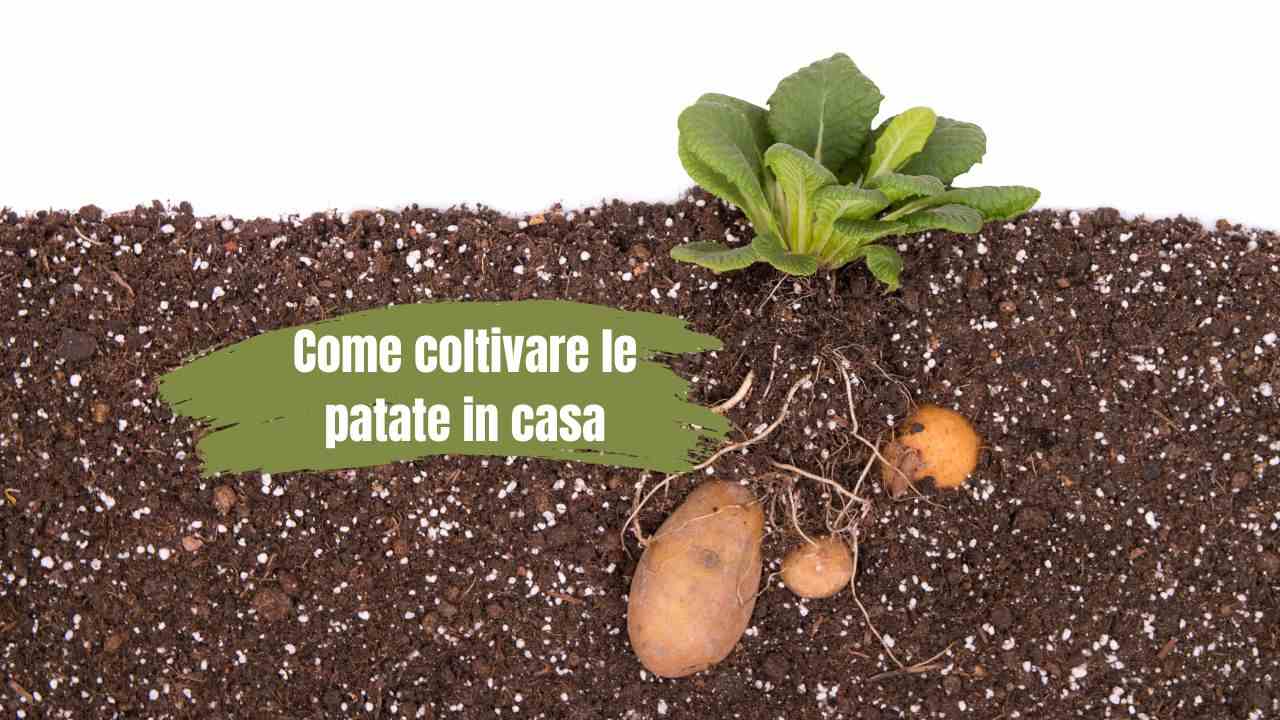 coltivare patata casa