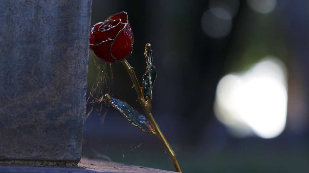 ragnatele sulle rose come eliminarle