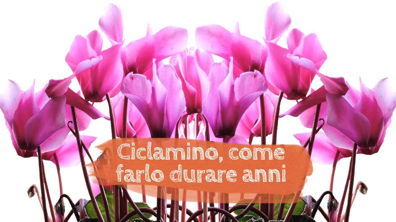 far durare anni ciclamino