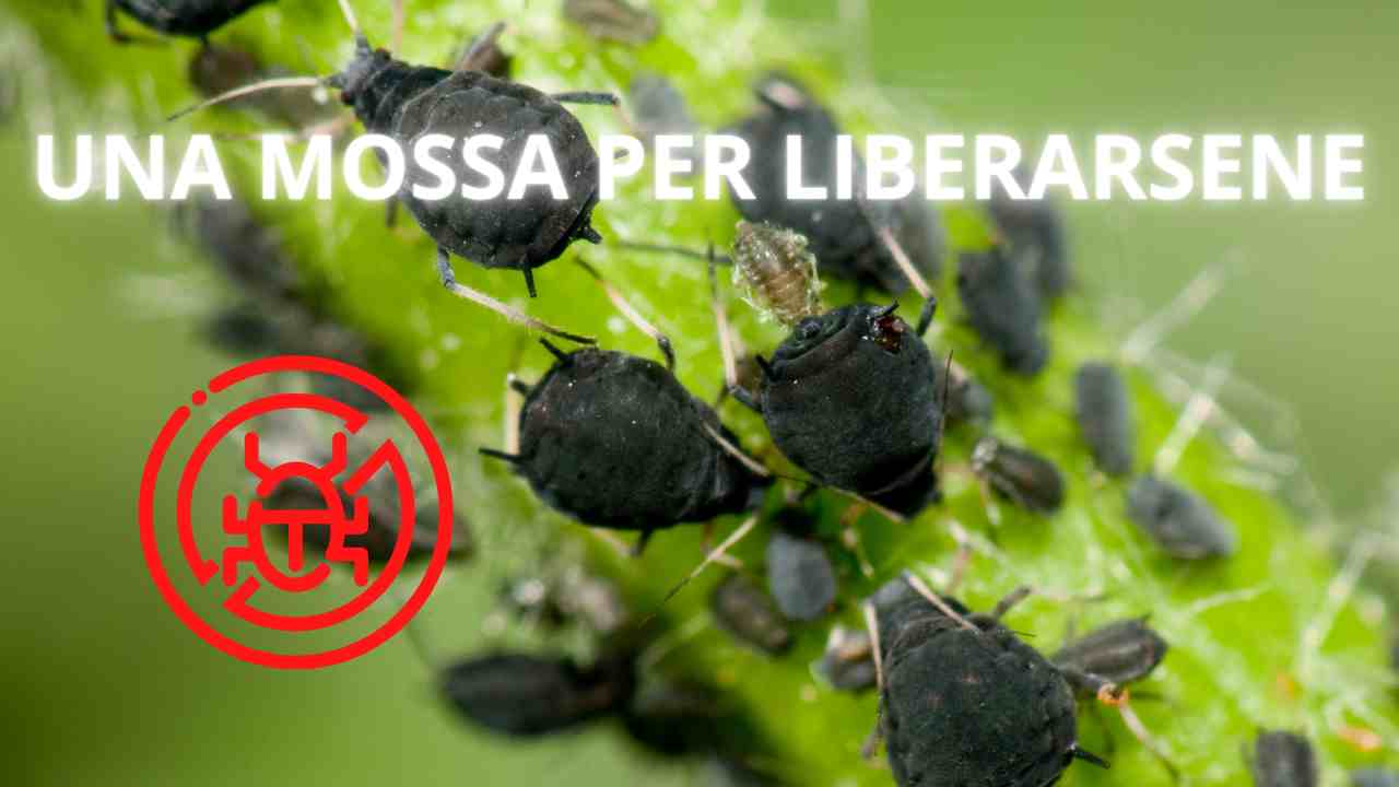 parassiti delle piante come eliminarli sapone di marsiglia