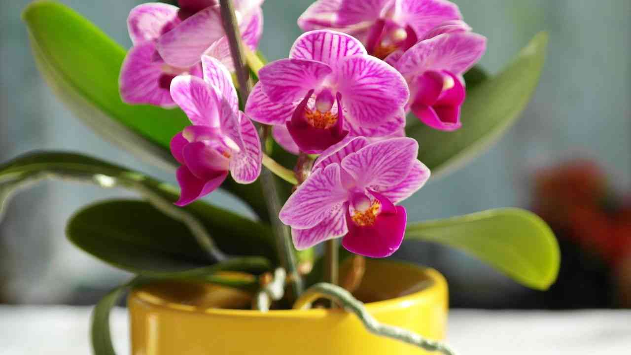 orchidea come farla riprendere vaso cura