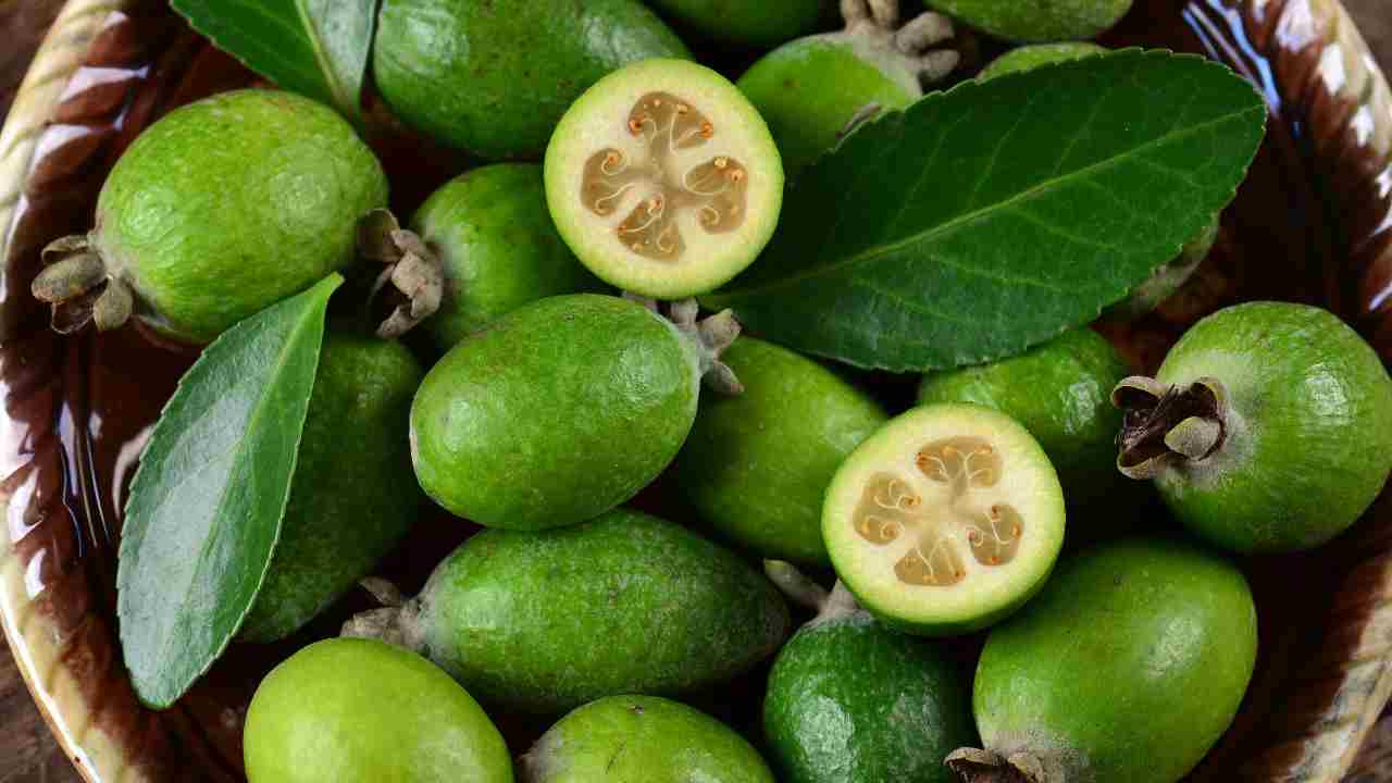 feijoa origine pianta frutto sapore coltivazione fiore ricette