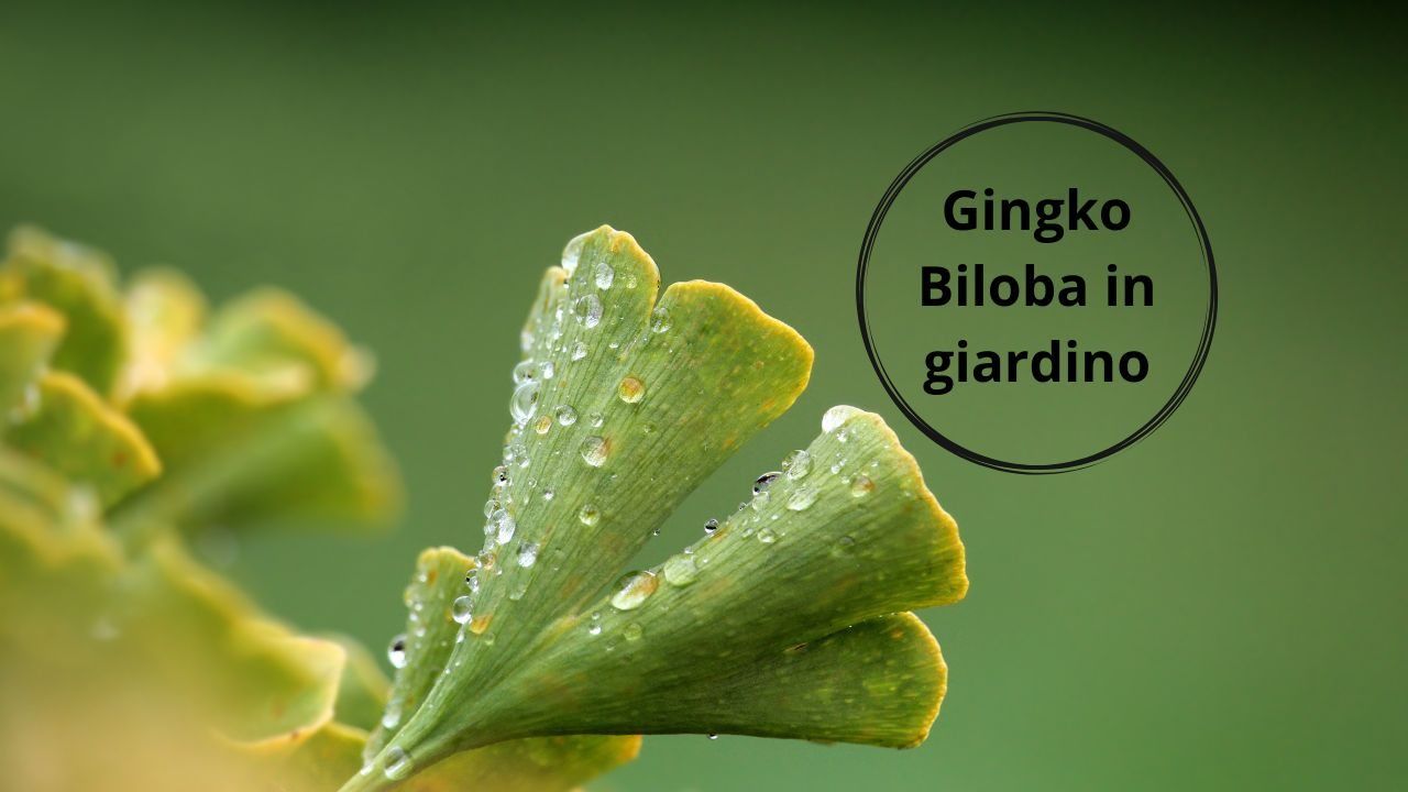 pianta Gingko giardino