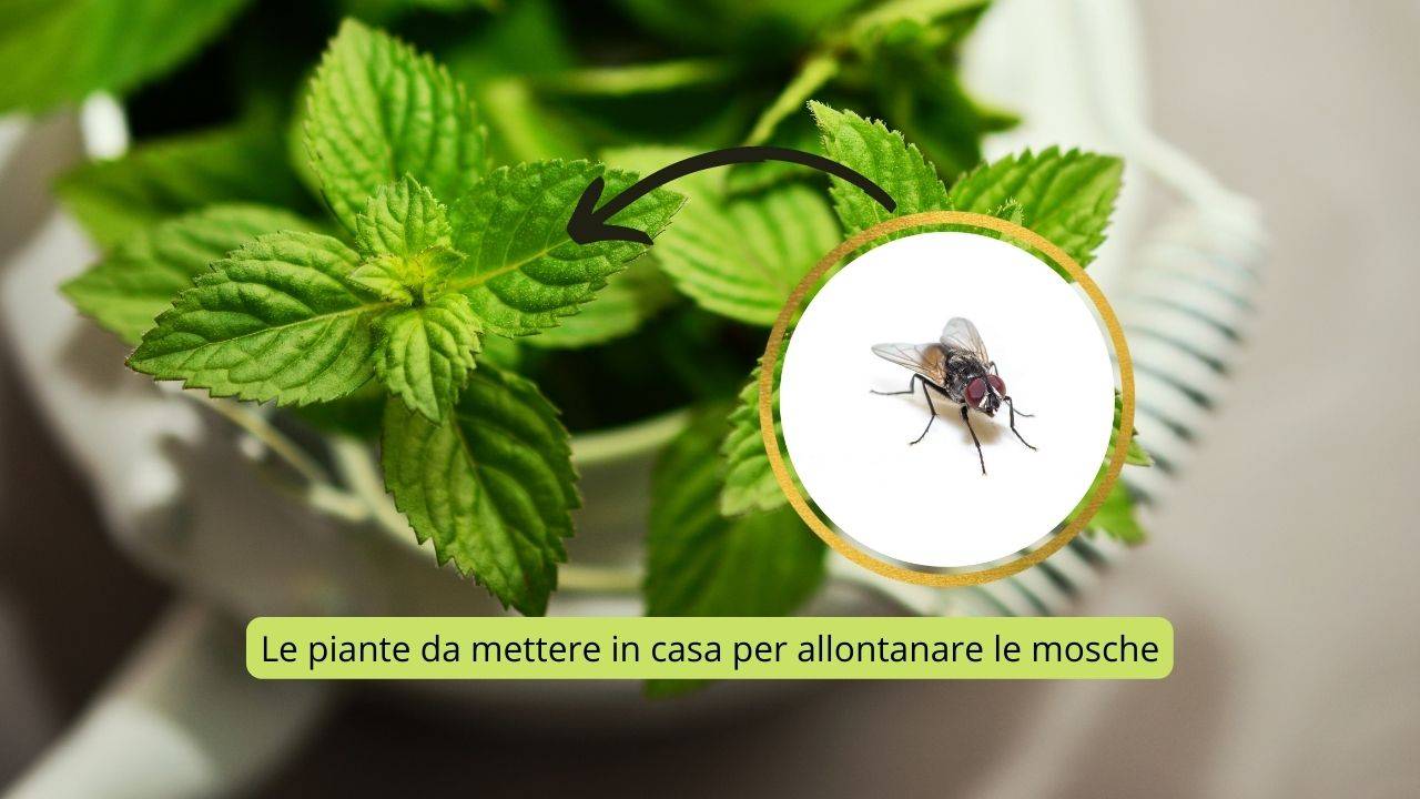 piante allontanare mosche